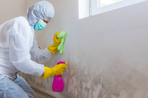 Best Mold Odor Removal Services  in USA